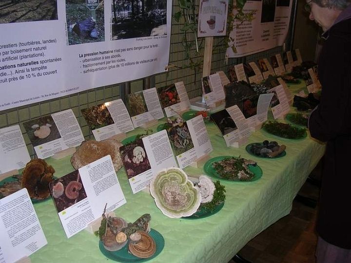 Expo champignons a St Leger 38